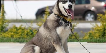 Pawsitively Perfect: Unleash Your Dog’s Potential at Our Nearby Dog School