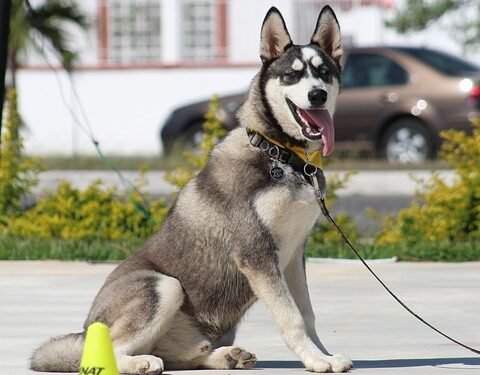 Pawsitively Perfect: Unleash Your Dog’s Potential at Our Nearby Dog School