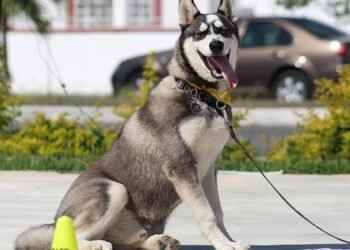 Unleash Your Dog’s Potential: Tailored Private Training for Lasting Results