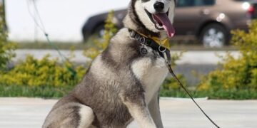 Unleash Your Dog’s Potential: Tailored Private Training for Lasting Results