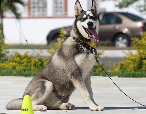 Unleash Your Dog’s Potential: Tailored Private Training for Lasting Results