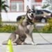 Unleash Your Dog’s Potential: Tailored Private Training for Lasting Results