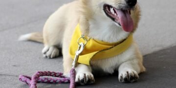 Affordable Pawsitive Training: Unleash Your Dog’s Potential Without Breaking the Bank