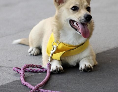 Affordable Pawsitive Training: Unleash Your Dog’s Potential Without Breaking the Bank