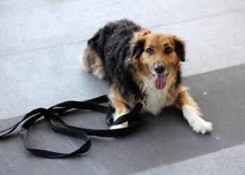 Unleash Your Potential: Discover Therapy Dog Training Near You