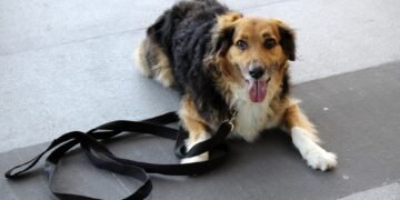 Unleash Your Potential: Discover Therapy Dog Training Near You
