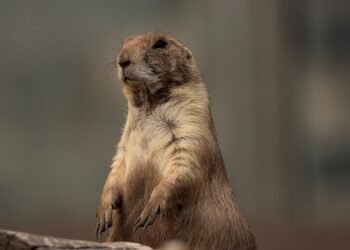 Bark & Bond: Unleashing the Power of Dog Socialization Classes