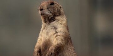 Bark & Bond: Unleashing the Power of Dog Socialization Classes