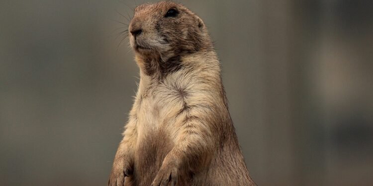 Bark & Bond: Unleashing the Power of Dog Socialization Classes