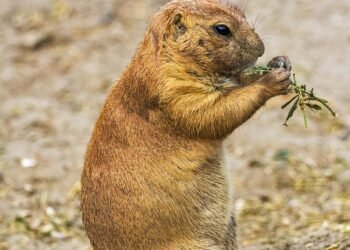 Mastering Dog Potty Training: Find Expert Guidance Near Me!