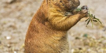 Mastering Dog Potty Training: Find Expert Guidance Near Me!