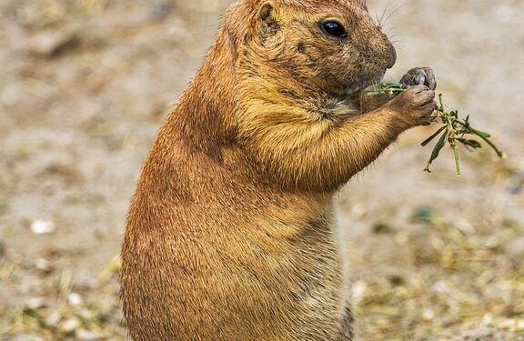 Mastering Dog Potty Training: Find Expert Guidance Near Me!