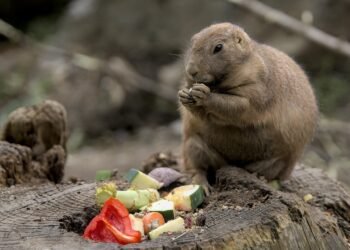 Canine Cuisine: A Guide to What Your Dog Can and Can’t Eat