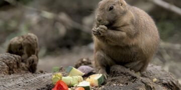 Canine Cuisine: A Guide to What Your Dog Can and Can’t Eat