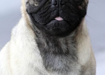 The Ultimate Guide to Private Dog Training: Unleashing Your Pup’s Potential