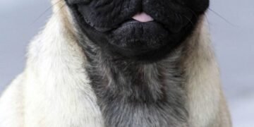 The Ultimate Guide to Private Dog Training: Unleashing Your Pup’s Potential