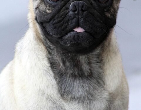 The Ultimate Guide to Private Dog Training: Unleashing Your Pup’s Potential