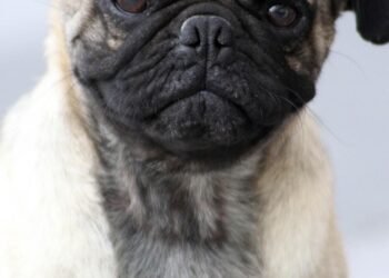 Unlock Your Dog’s Potential: The Benefits of Private Training