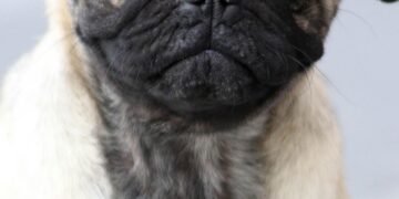 Unlock Your Dog’s Potential: The Benefits of Private Training