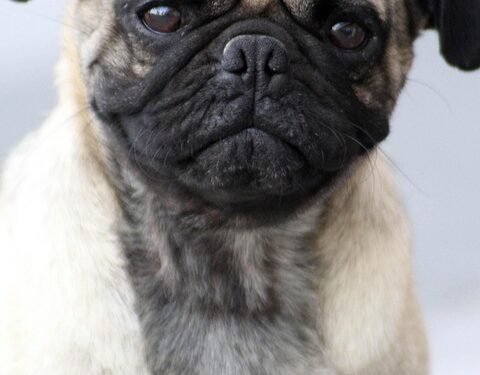 Unlock Your Dog’s Potential: The Benefits of Private Training