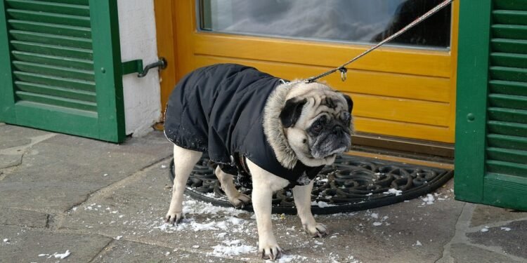 Pawsitively Adorable: The Ultimate Dog T-Shirt Collection for Your Four-Legged Friend