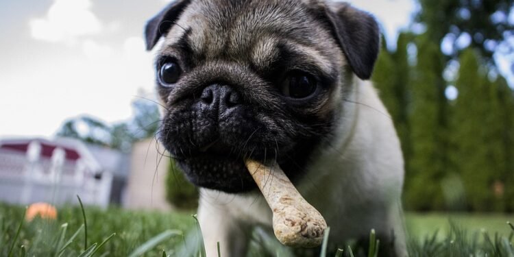 Pawsitively Delicious: The Scoop on Whether Dogs Can Eat Pineapple