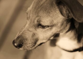 Pawsitively Perfect: The Ultimate Guide to Dog-Friendly Hotels