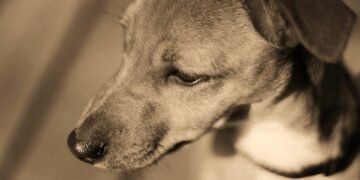 Pawsitively Perfect: The Ultimate Guide to Dog-Friendly Hotels