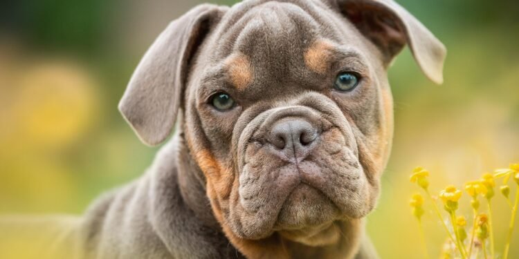 Pawsitively Stylish: The Ultimate Guide to Dog Pants for Fashionable Pups