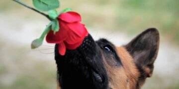 Pawsome Progress: Unleash Your Dog’s Potential with Top-Rated Training Classes Near You!