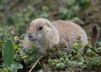 From Table Scraps to Treats: Discover What Human Foods Your Dog Can Safely Enjoy