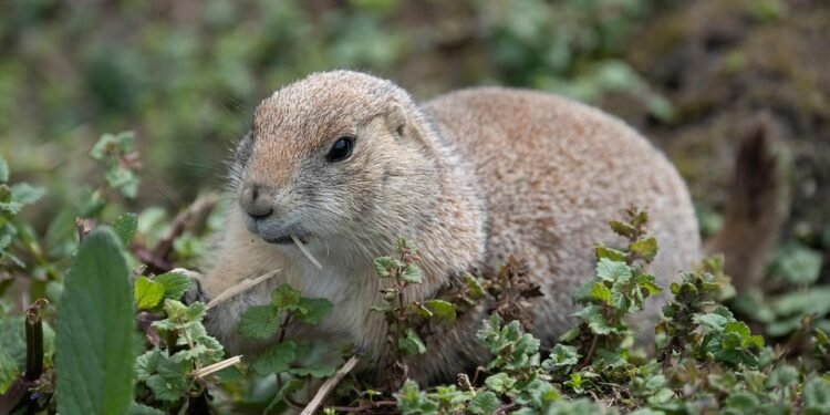 From Table Scraps to Treats: Discover What Human Foods Your Dog Can Safely Enjoy