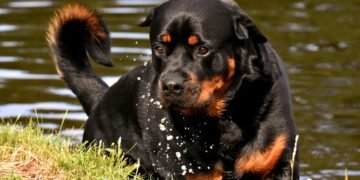 Pawsitively Perfect Opportunities: Discover Dog Daycare Jobs Near You!