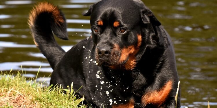 Pawsitively Perfect Opportunities: Discover Dog Daycare Jobs Near You!