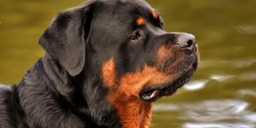 Pawsitively Perfect: Your Guide to the Ultimate Dog-Friendly Park Experience