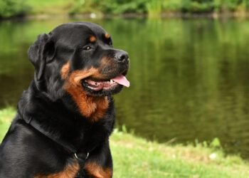 Pawsitively Perfect: Discover the Best Dog-Friendly Hotels Near You!