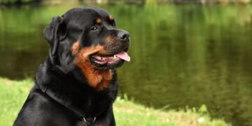 Pawsitively Perfect: Discover the Best Dog-Friendly Hotels Near You!