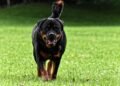 Mastering Reactivity: Expert Dog Training Near You
