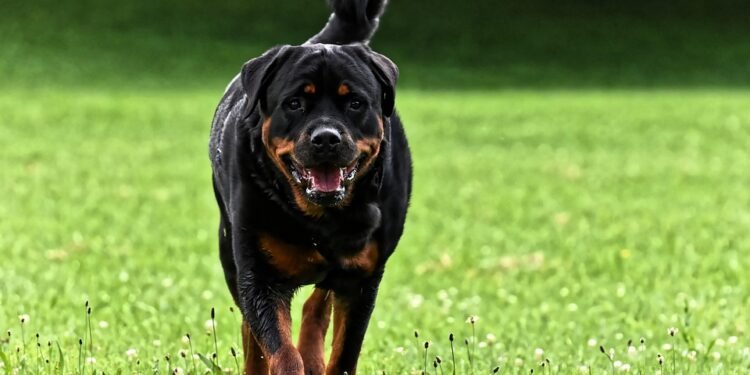 Mastering Reactivity: Expert Dog Training Near You