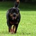 Mastering Reactivity: Expert Dog Training Near You