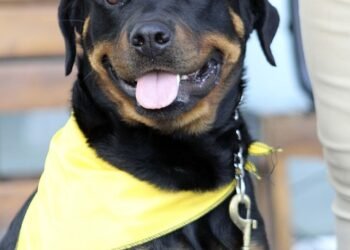 The Secret to Success: Private Dog Training Solutions for a Well-Behaved Pup