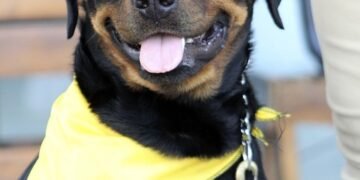 The Secret to Success: Private Dog Training Solutions for a Well-Behaved Pup