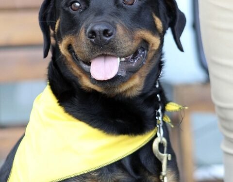 The Secret to Success: Private Dog Training Solutions for a Well-Behaved Pup