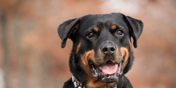 Pawsitively Perfect: The Ultimate Guide to Customized Dog Collars for Your Furry Friend