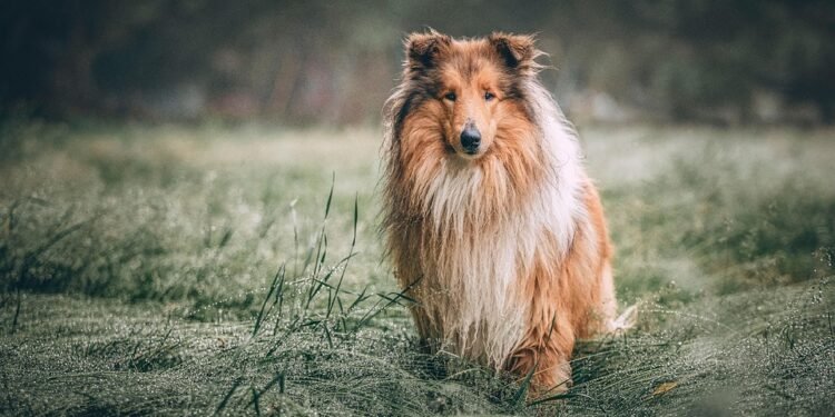 Paw-sitively Adorable: The Ultimate Guide to Dog Socks for Happy Paws