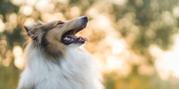 Budget-Friendly Dog Training Solutions: Unleash Your Pup’s Potential Without Breaking the Bank