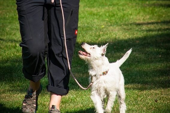 Unleash Your Dog’s Potential: Find Top Therapy Dog Training Near You