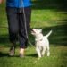 Unleash Your Dog’s Potential: Find Top Therapy Dog Training Near You
