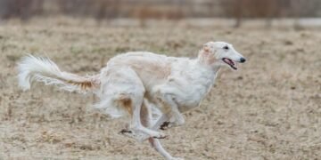 Find Your Perfect Paws-nal Trainer: Therapy Dog Training Near You