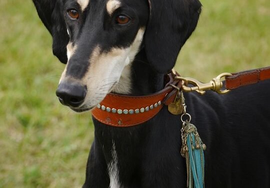 Ultimate Tactical Dog Collar: Customize Your Canine’s Command Presence with Personalized Name Tag